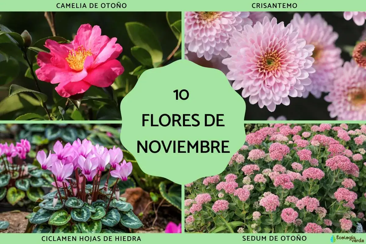 Cuatro hermosas flores de noviembre: camelia, crisantemo, ciclamen y sedum, llenan la imagen con sus colores.