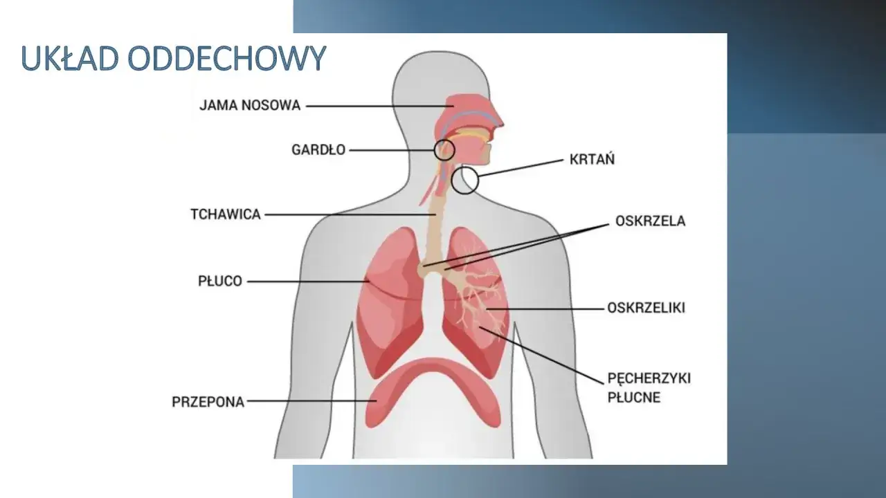 Schemat przedstawia ludzki układ oddechowy: jamę nosową, gardło, krtań, tchawicę, oskrzela, oskrzeliki, płuca i przeponę.