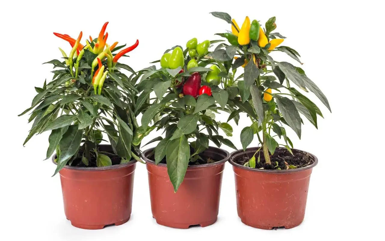 Drei kleine Chili-Pflanzen in braunen T&ouml;pfen mit reifen, bunten Schoten. Perfekt, um zu lernen, wann chili vorziehen.