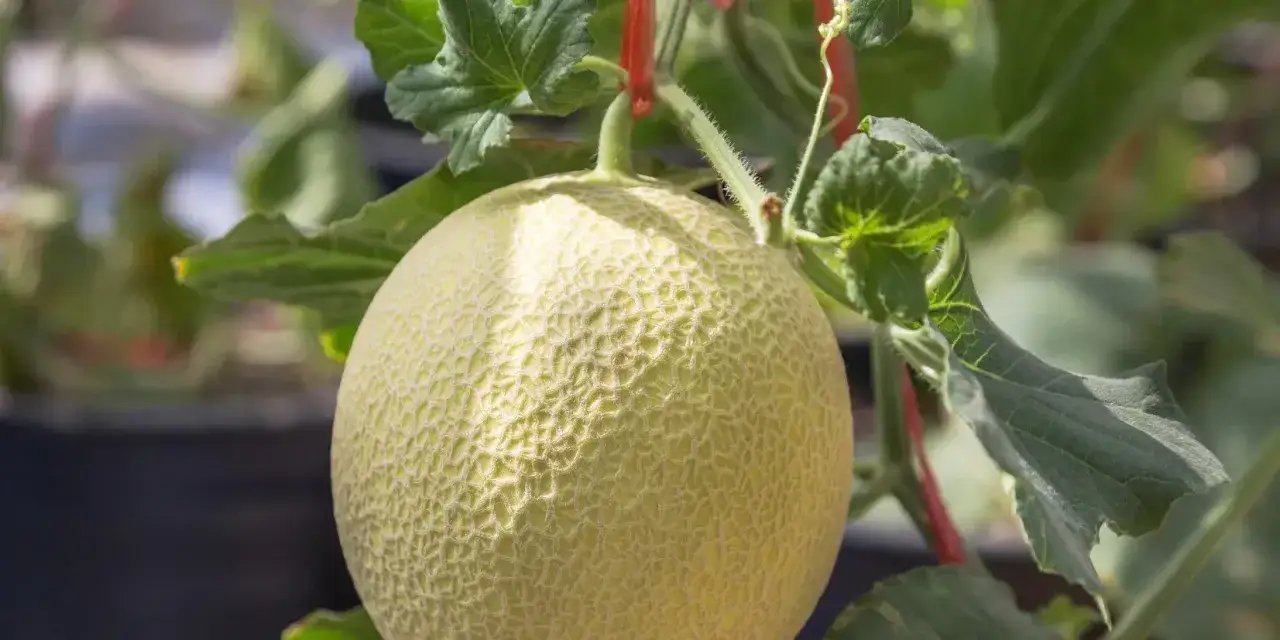 Una pianta melone con un frutto maturo appeso, circondato da foglie verdi.