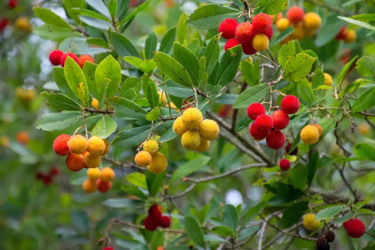 Grappes de fruits rouges et jaunes sur un arbousier. La taille de ces fruits varie, certains sont encore verts, d'autres m&ucirc;rs.