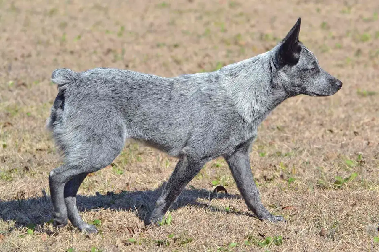 Australian stumpy tail cattle dog z krótkim ogonem stoi na trawie.