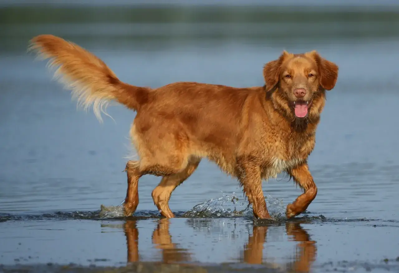 Radosny retriever z Nowej Szkocji pluska się w wodzie, machając puszystym ogonem.