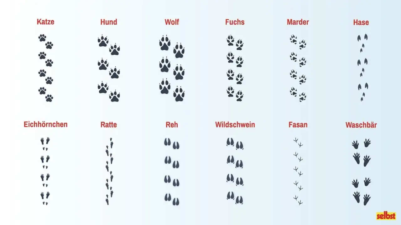 Spuren von Katze, Hund, Wolf, Fuchs, Marder, Hase, Eichhörnchen, Ratte, Reh, Wildschwein, Fasan und Waschbär. Die Gangart Fuchs ist hier gut zu erkennen.
