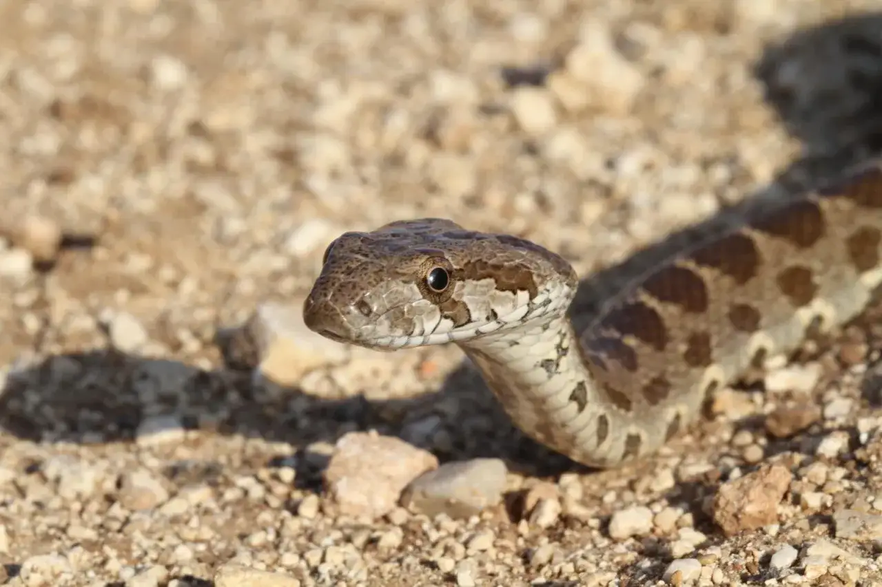 Nahaufnahme einer Schlange auf steinigem Boden. Zypern giftige Tiere sind selten, aber diese Schlange k&ouml;nnte eine davon sein.