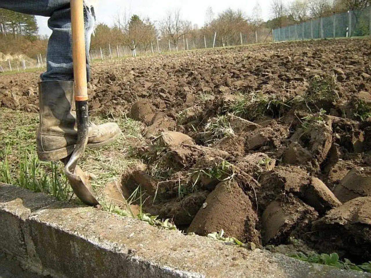 Rozpoczynamy zakładanie trawnika krok po kroku. Łopatą spulchniam ziemię, przygotowując ją pod nowy zielony dywan.