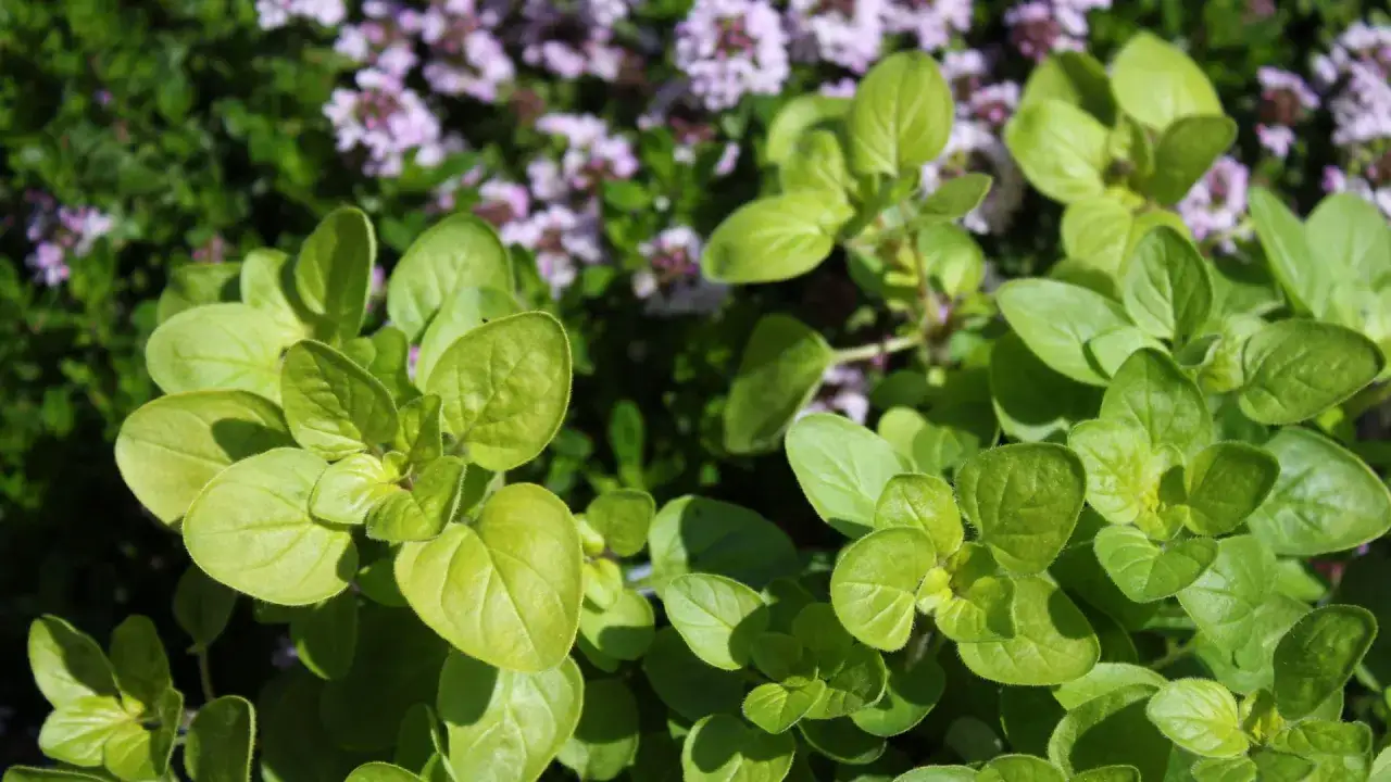 Frischer Oregano mit zarten lila Blüten im Hintergrund. Perfekt, um ihn für später zu trocknen und das Aroma zu bewahren.