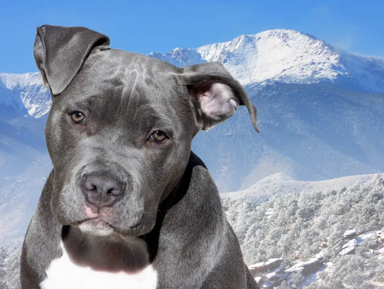 Un pitbull blue con ojos curiosos mira hacia adelante, con montañas nevadas de fondo.