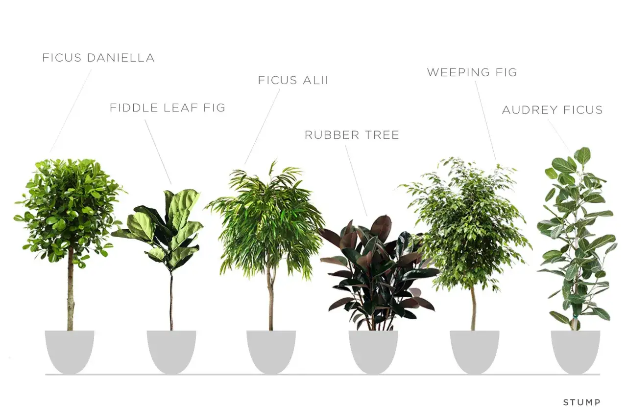 Różne odmiany fikusa: Ficus Daniella, Fiddle Leaf Fig, Ficus Alii, Rubber Tree, Weeping Fig, Audrey Ficus.
