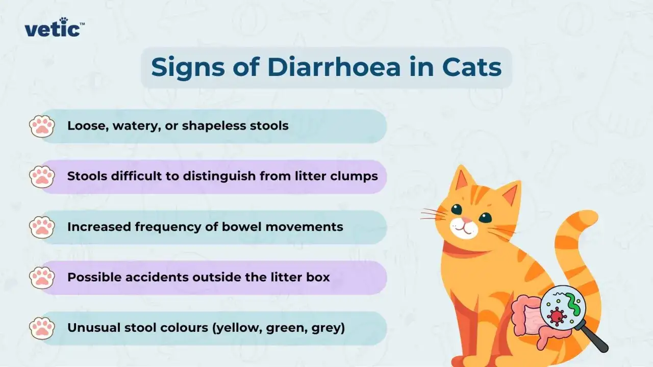 An illustration shows an orange cat with signs of Durchfall: w&auml;ssriger Stuhl, h&auml;ufiger Stuhlgang, Unsauberkeit.