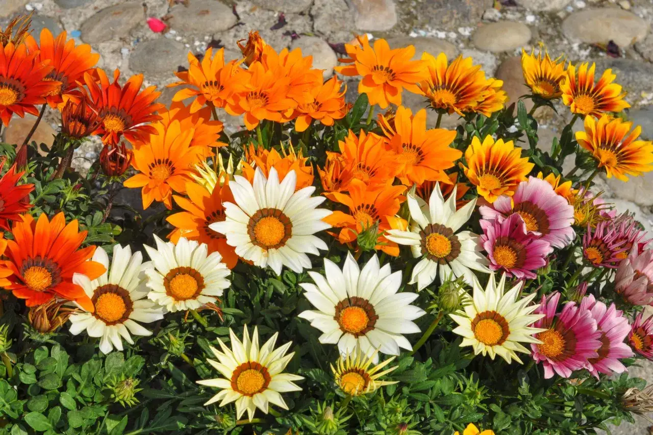 Bunte Blumen, die viel Sonne vertragen: leuchtend orange, gelb, weiß und pinkfarbene Gänseblümchen-ähnliche Blüten mit dunklen Zentren.