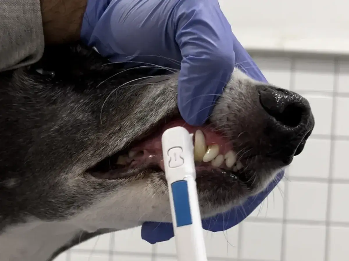Veterinario revisa los dientes de un perro, mostrando sarro y enc&iacute;as inflamadas. Se usa un cepillo dental para perros.