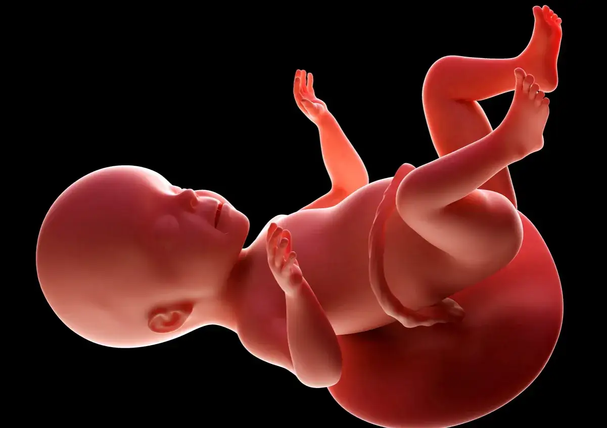 Dziecko w 26 tygodniu ciąży, z otwartymi rączkami i nóżkami, rozwija się w łonie matki.