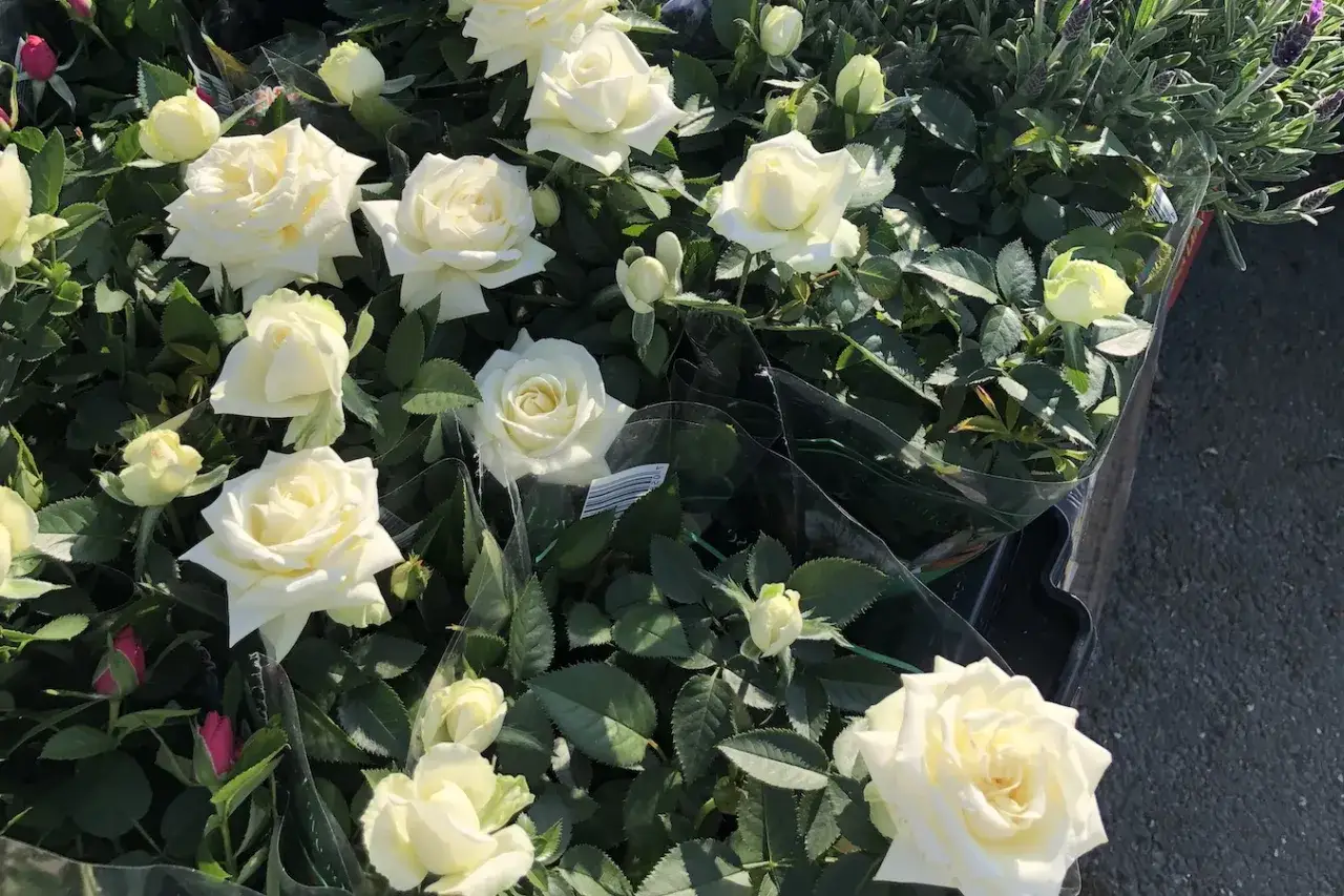 Vita rosor p&aring; balkongen, redo att lysa upp hemmet. Vackra blommor i full blom.
