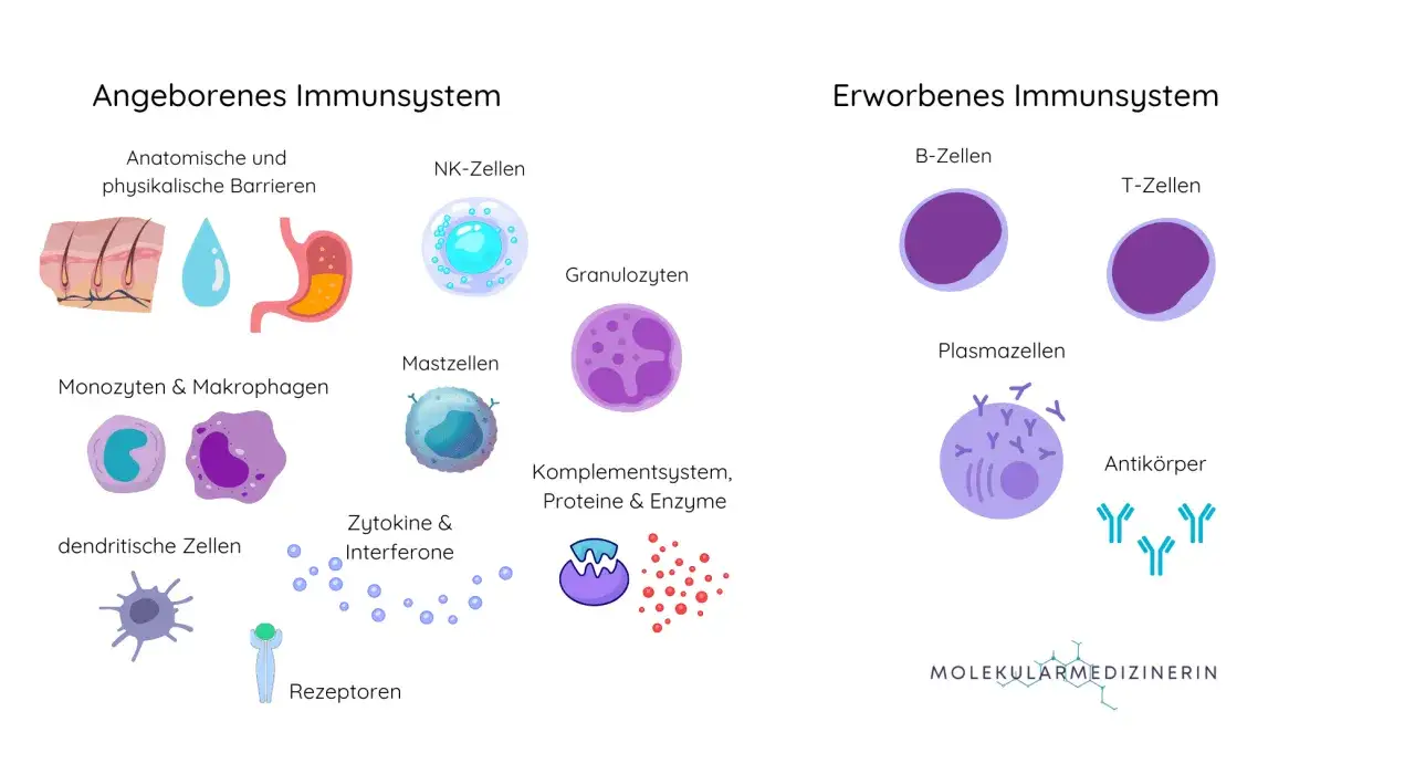 Dendritische Zellen, Monoszyten, Makrophagen und NK-Zellen sind Teil des angeborenen Immunsystems.