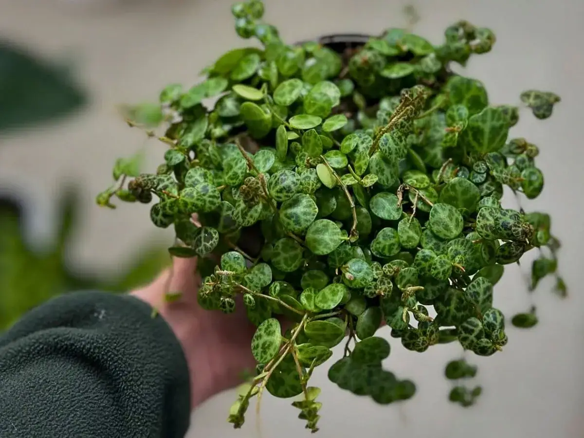 Peperomia prostrata, roślina o drobnych, okrągłych liściach przypominających skorupy ż&oacute;łwi, zwisająca z doniczki.