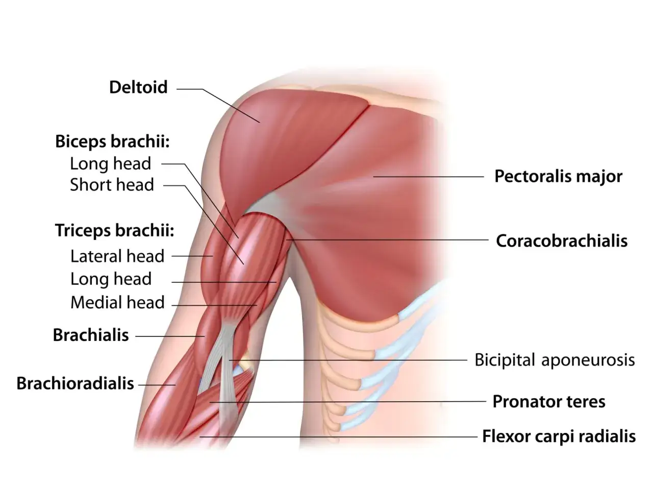 Anatomia ramienia: mięśnie zaangażowane w pompki to m.in. biceps, triceps, mięsień naramienny.