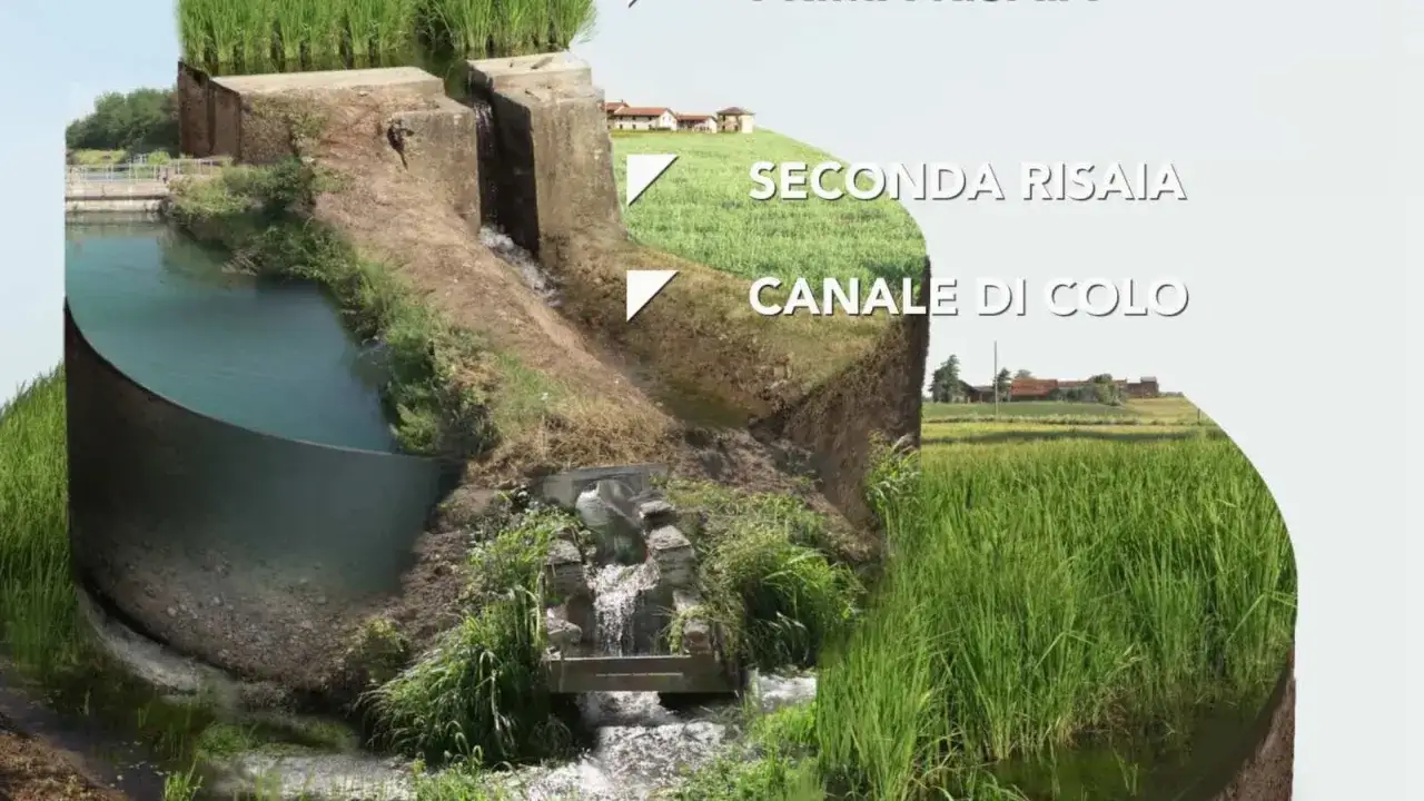 Schema di irrigazione per sommersione: acqua scende da una risaia a un canale di scolo, alimentando un'altra risaia.