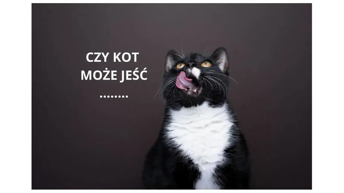 kot i pistacje zagrożenia