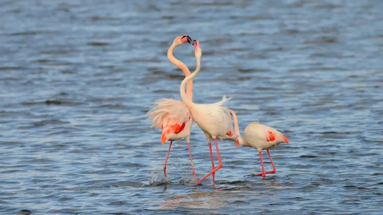 Flamencos rosados en Espa&ntilde;a, dos con cuellos entrelazados en un tierno abrazo, otro m&aacute;s a la derecha.