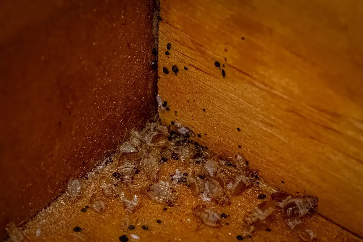 Esquina de madera con restos de mudas de chinches y excrementos, indicando la necesidad de control de plagas de chinches.