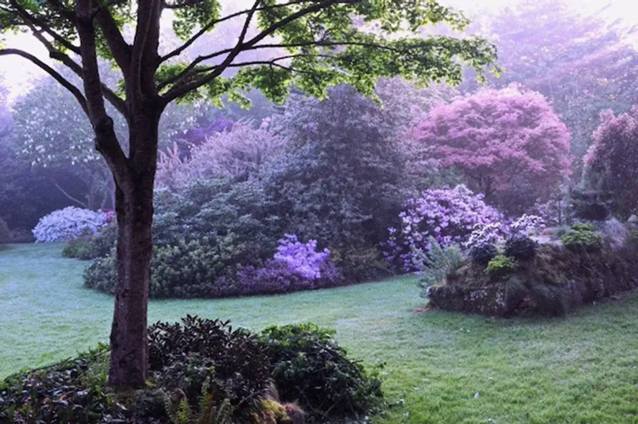 Un jardin anglais romantique baign&eacute; de brume. Des arbres aux feuillages verts et violets, des parterres de fleurs mauves et roses, une pelouse verdoyante.