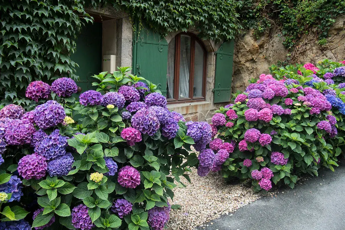 Magnifiques hortensias bleus et violets, un arbuste persistant exposition nord, fleurissant devant une maison en pierre avec des volets verts.