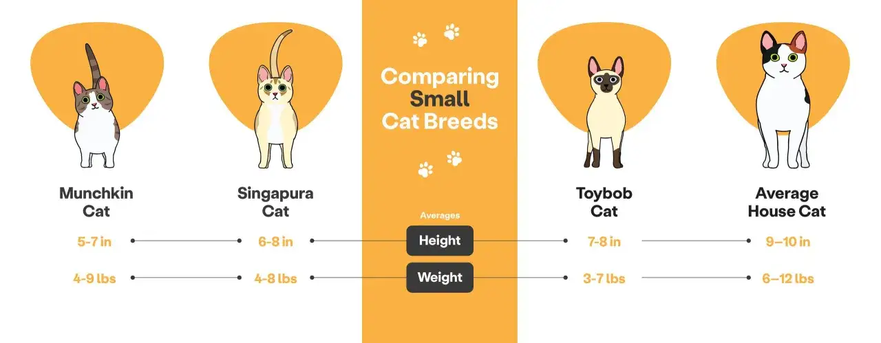 Confronto tra razze di gatti piccoli: Munchkin, Singapura, Toybob e gatto domestico medio. Il Toybob &egrave; il gatto pi&ugrave; piccolo.
