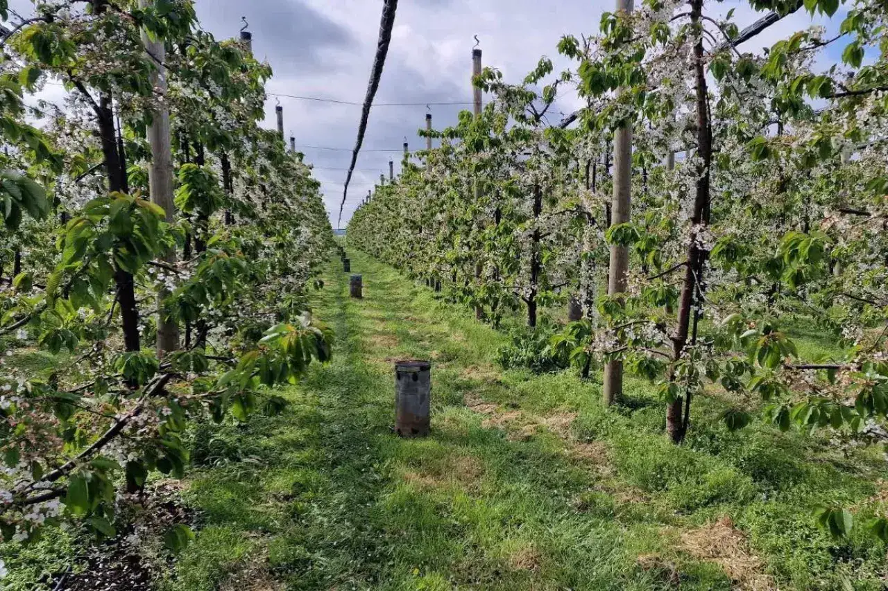 Rzędy kwitnących czereśni w sadzie. Właściwe opryski czereśni terminy są kluczowe dla zdrowia drzew i obfitych plonów.