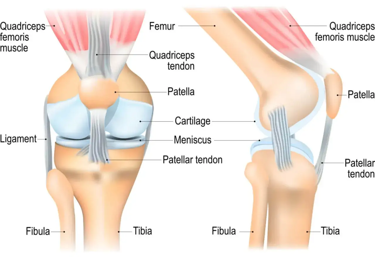 Anatomie des Knies mit Muskeln, Sehnen und Knochen. Mögliche Ursache für Schmerzen unter der Kniescheibe sind Probleme mit dem Patellasehnenansatz.