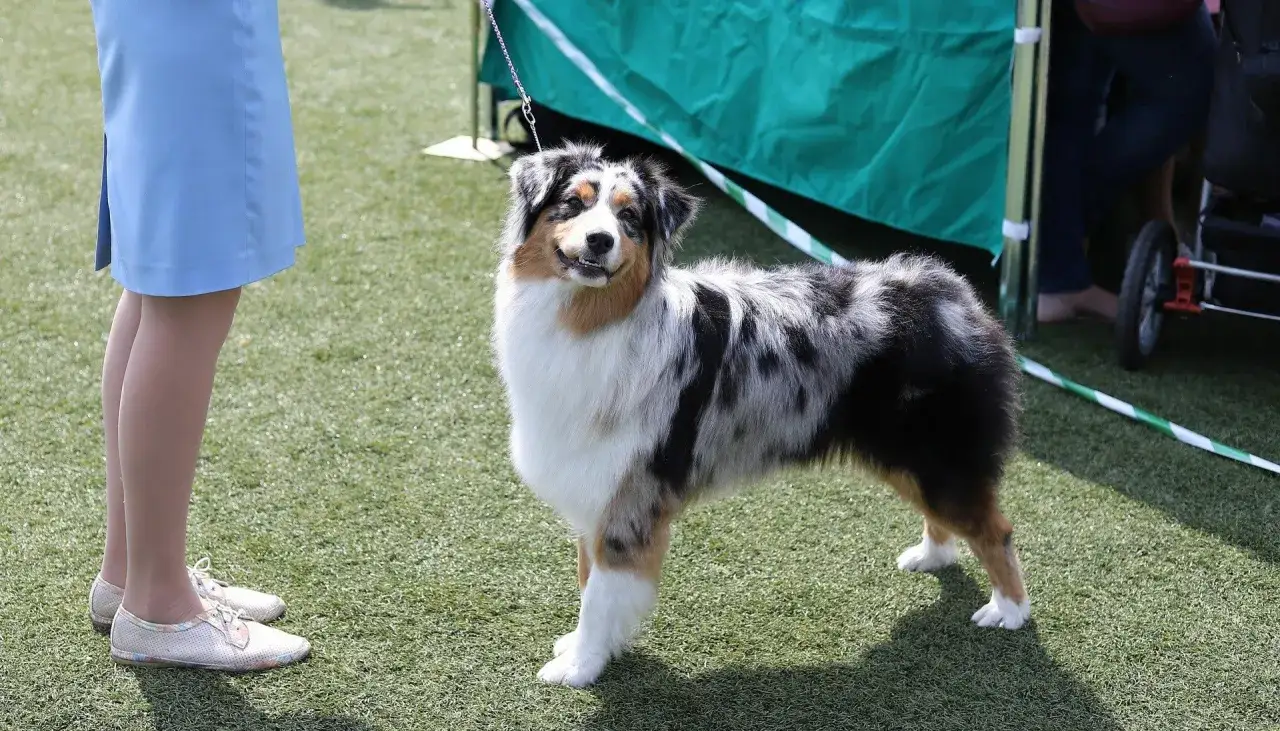 Piękny pies rasy Australian Shepherd, jedna z nowych ras psów, prezentuje się na trawiastym wybiegu obok swojej opiekunki.