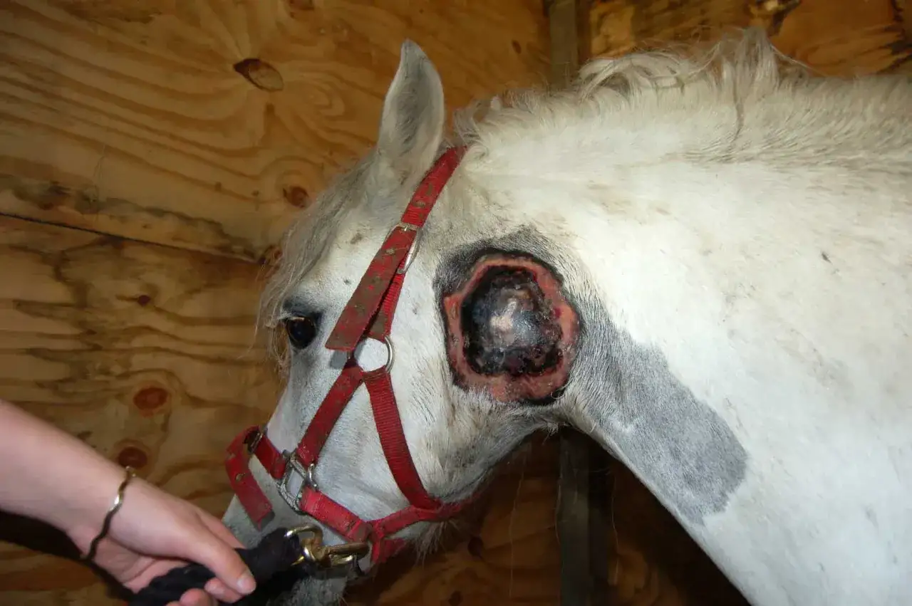 Pferd mit schwerer Druse-Wunde am Kopf. Solche Infektionen sind meldepflichtig.