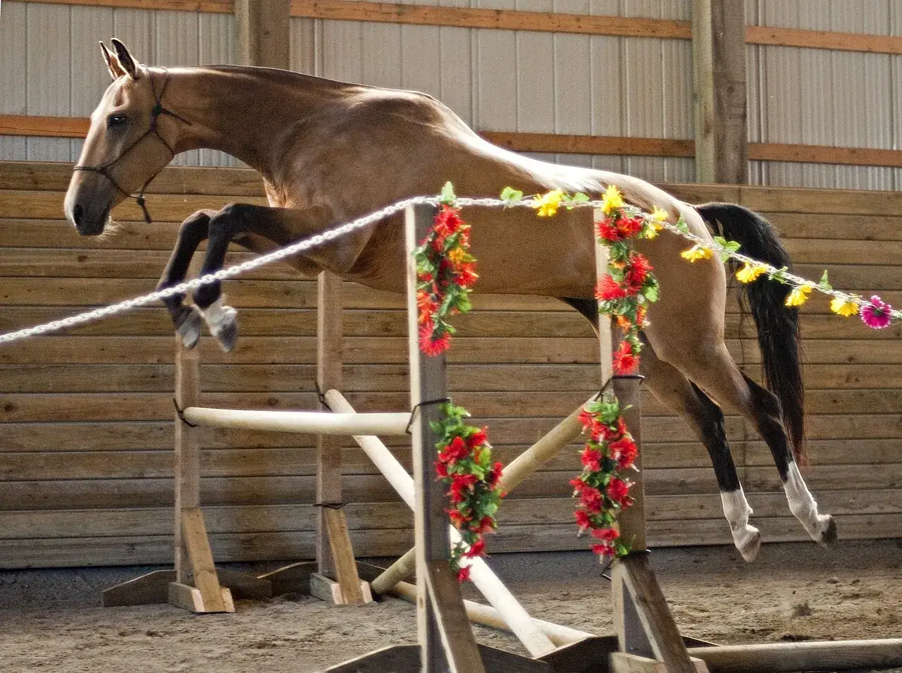 Braunes Pferd im Freispringen über eine Reihe von Hindernissen, geschmückt mit Blumenketten.