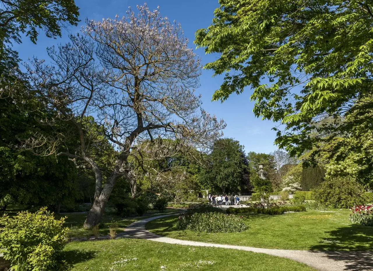 En vacker park med en blommande paulownia tomentosa i f&ouml;rgrunden. En grupp m&auml;nniskor samlas vid en font&auml;n i bakgrunden.