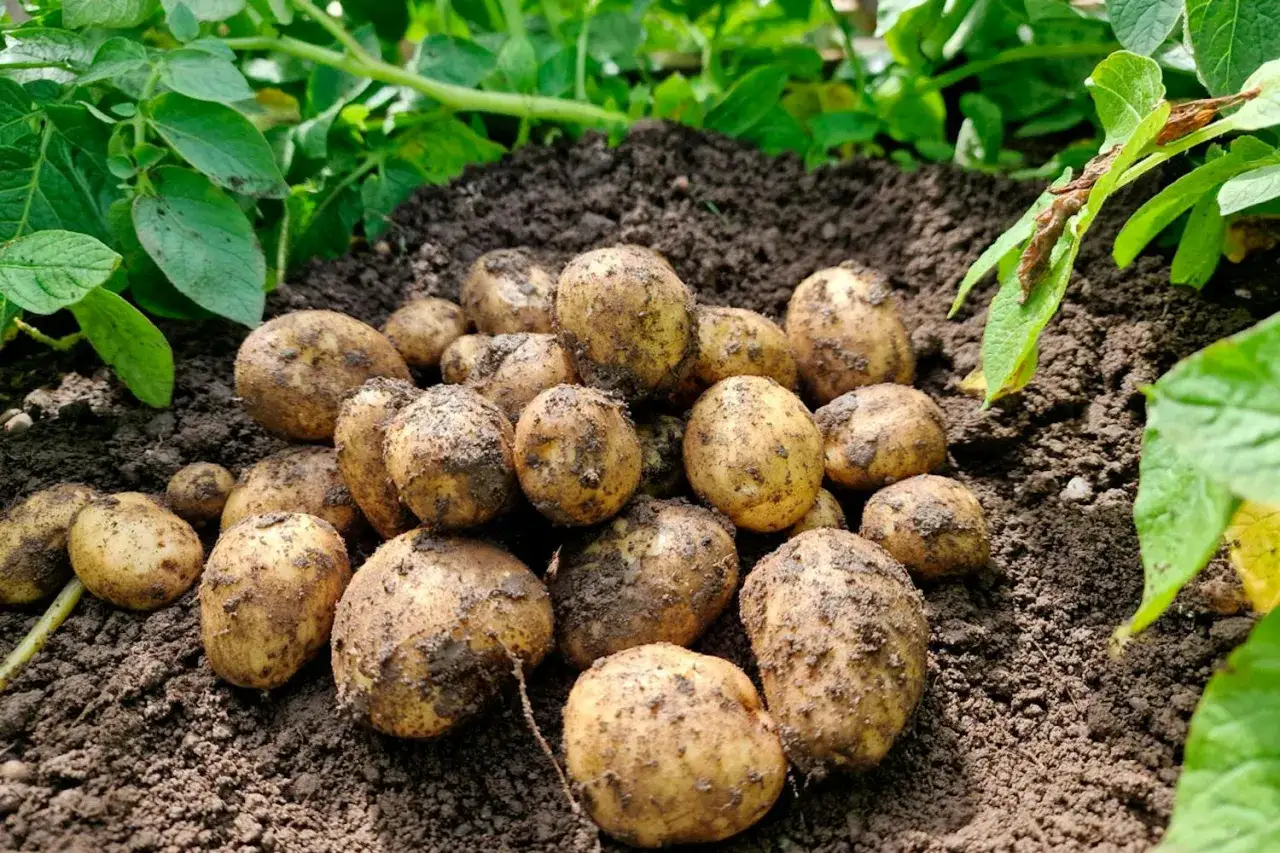 Nyskördade potatisar, nyligen upptagna ur jorden. En härlig skörd som visar glädjen i att odla potatis.
