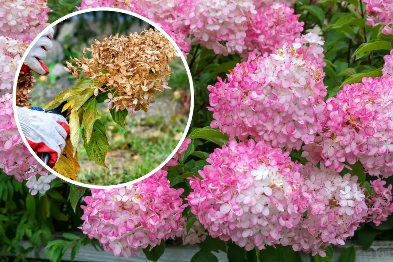 H&auml;nder i tr&auml;dg&aring;rdshandskar klipper en vissnad hortensiablomma. Bredvid blommar friska, rosa hortensior.