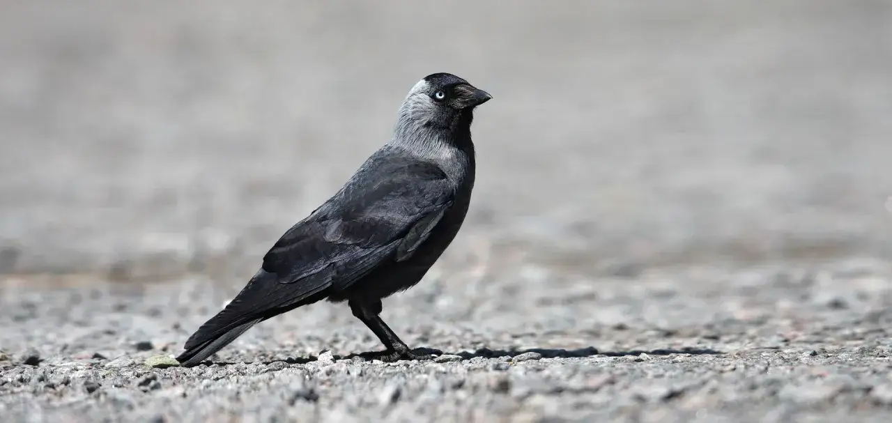 Ein neugieriger Dohle Vogel mit leuchtend blauen Augen steht auf steinigem Untergrund und blickt nach rechts.