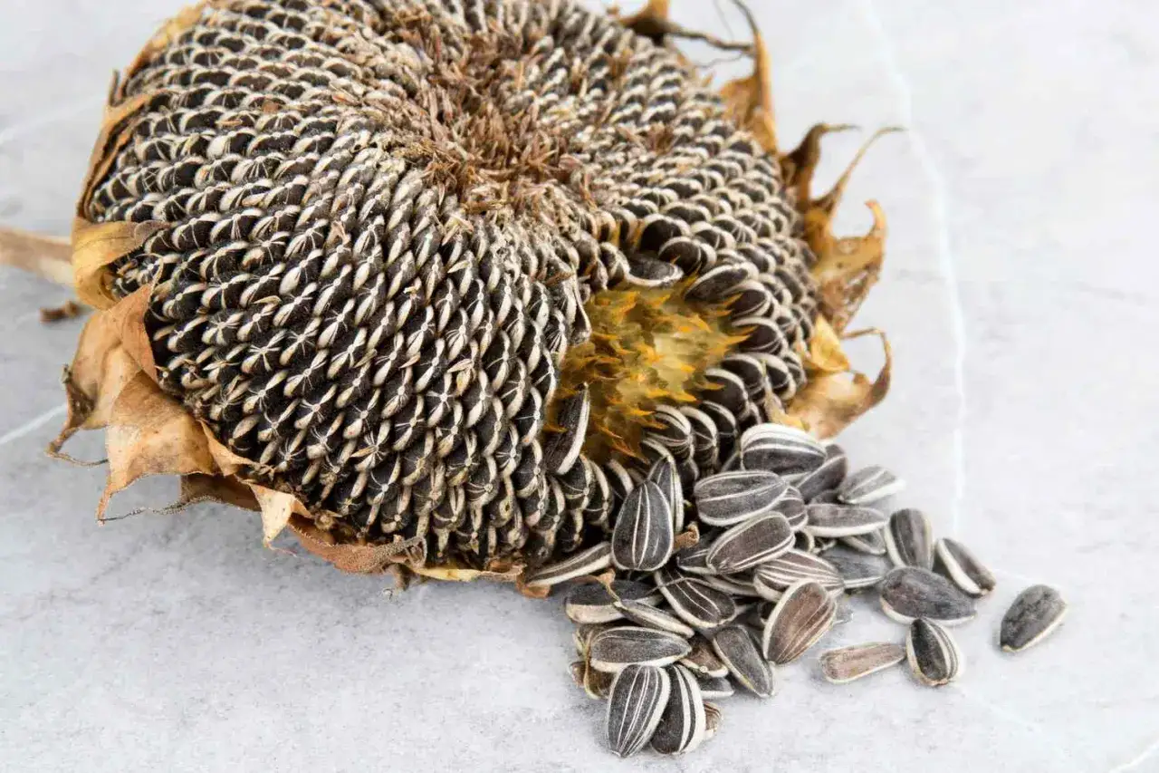 Reife Sonnenblumenkerne fallen aus dem trockenen Bl&uuml;tenkopf. So erkennt man, wann Sonnenblumen reif sind.