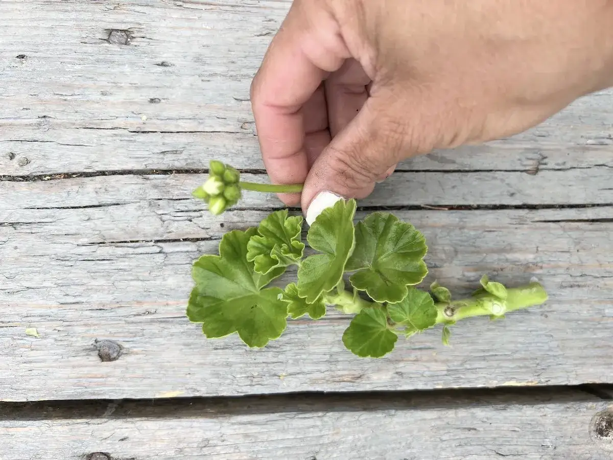 En hand h&aring;ller en stickling fr&aring;n en pelargon med blad och knoppar. Perfekt f&ouml;r att toppa pelargon och f&aring; fler blommor.