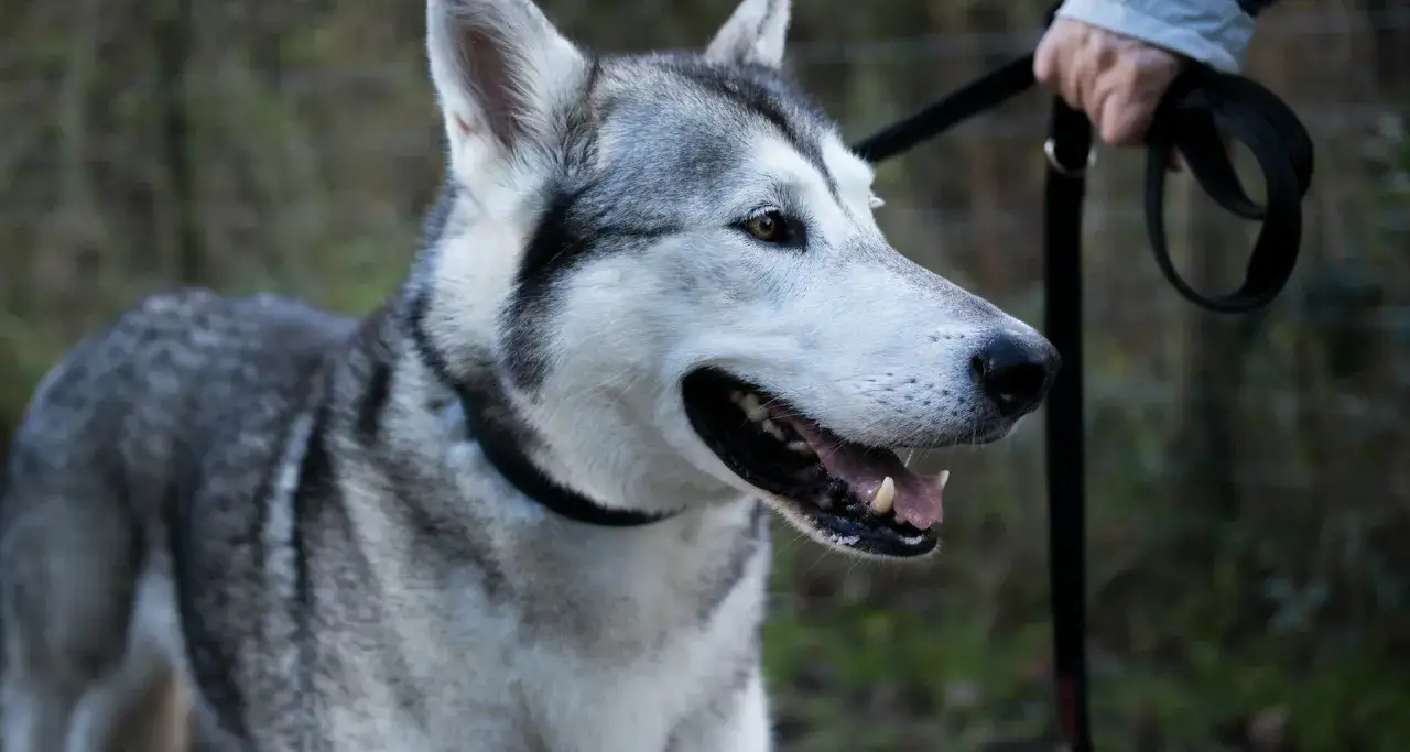 Piękny husky z czarną obrożą, gotowy na spacer. Obok widać rękę trzymającą smycz, a w tle zamazany krajobraz.
