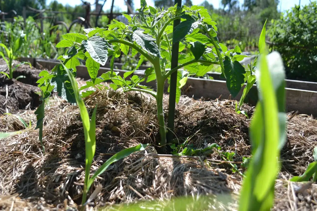 En ung tomatplanta, som snart kan ge oss saftiga tomater, v&auml;xer i ett soligt tr&auml;dg&aring;rdsland.