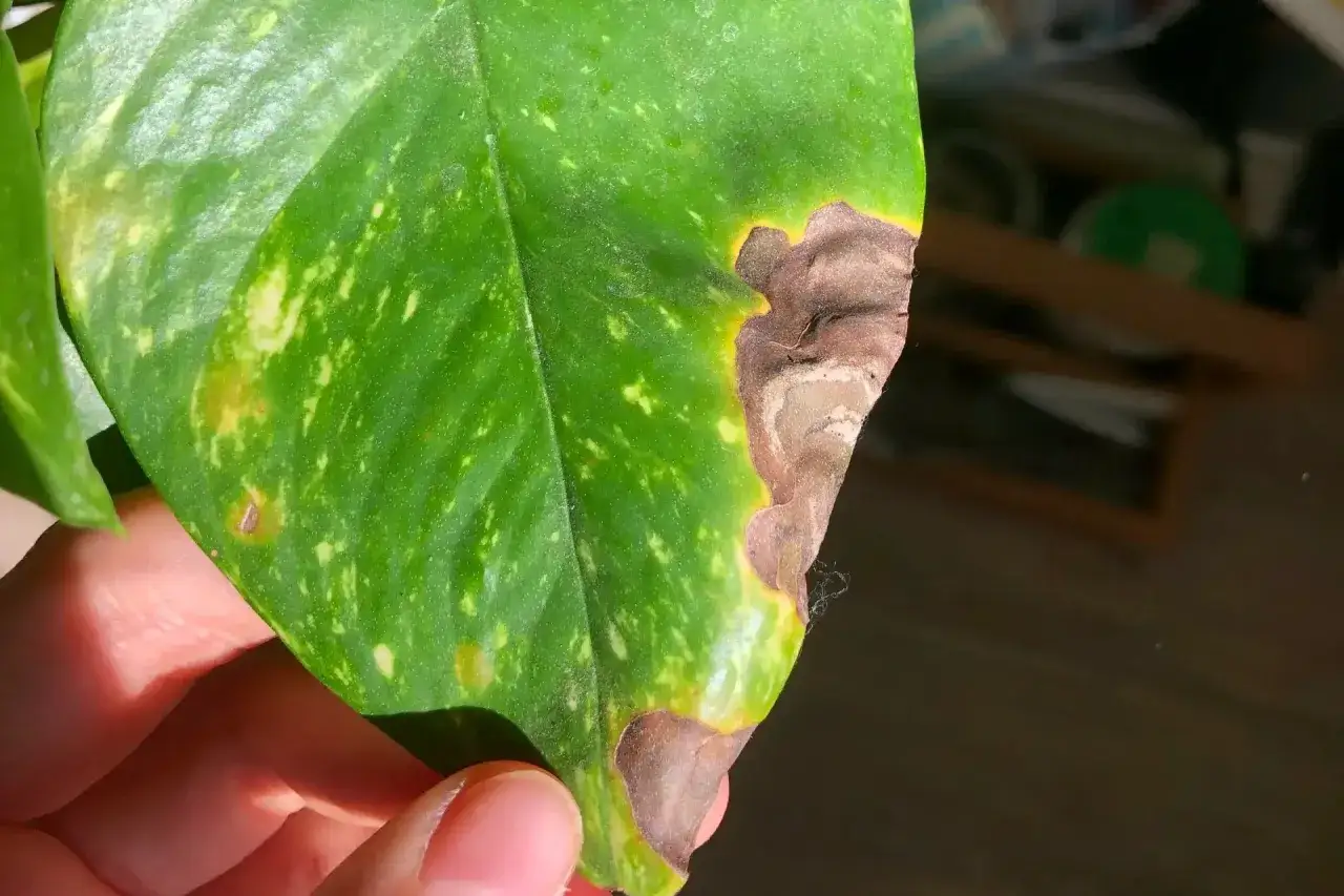 Foglia verde con macchie gialle e bordi secchi, simili ad agrifoglio foglie marroni.