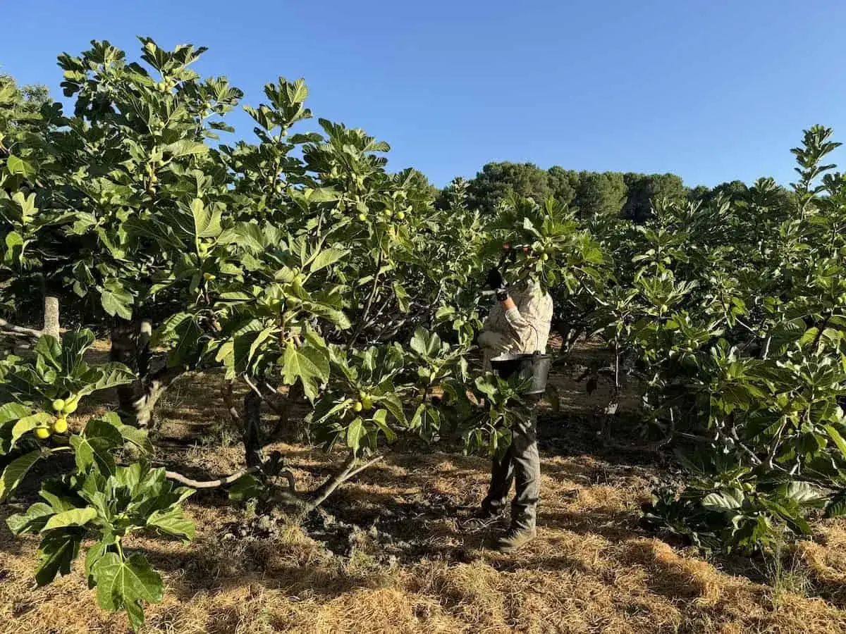Recolectando higos en el huerto. Así es como se hacen los higos, fruta dulce y nutritiva.