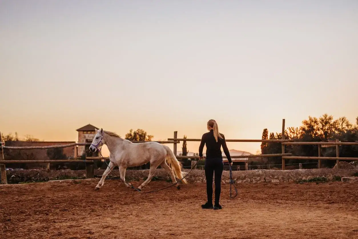 Une femme dirige un cheval blanc dans un man&egrave;ge au coucher du soleil. Le cheval est en mouvement, montrant son travail.