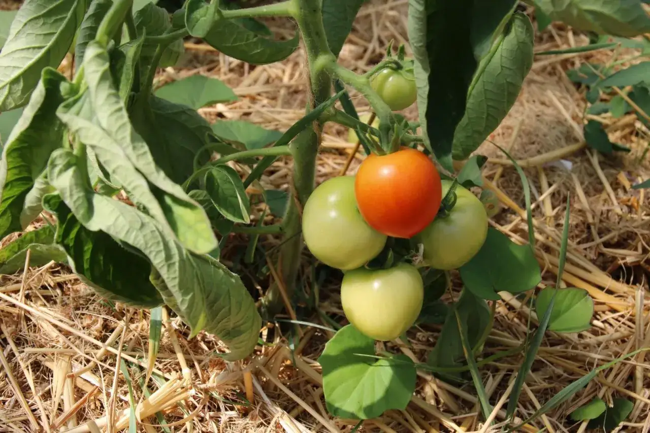 Un plant de tomates précoces avec une tomate rouge mûre et plusieurs tomates vertes. Le sol est couvert de paille.