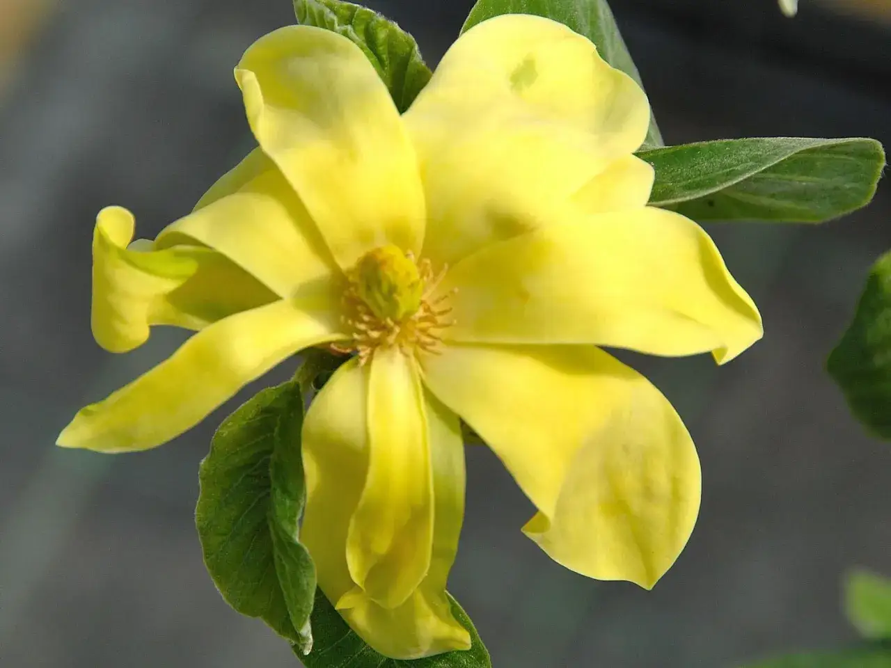 Piękna, żółta magnolia 'Daphne' z delikatnymi, lekko zakręconymi płatkami i zielonymi liśćmi.