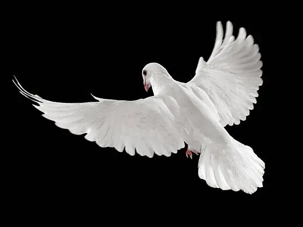 Para białych gołębi symbol miłości i wierności