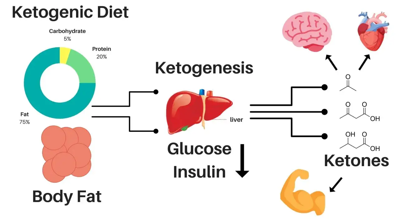 Schemat wyjaśnia, ketoza co to: dieta keto (75% tłuszczu) prowadzi do ketogenezy w wątrobie, wytwarzając ketony dla mózgu i serca.