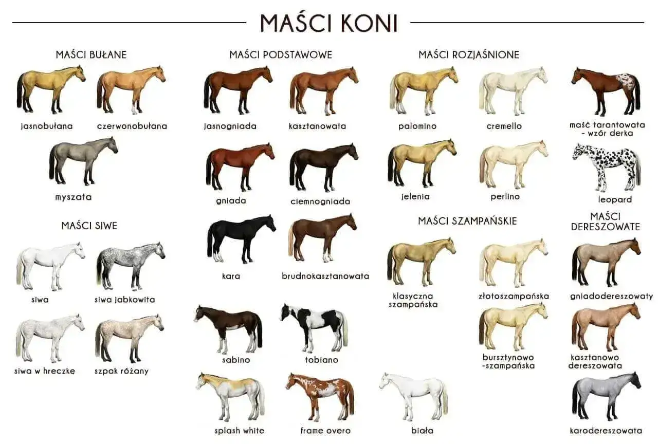 Koń w plamki, czyli maść tarantowata, to jeden z wielu przykładów różnorodności umaszczeń koni.