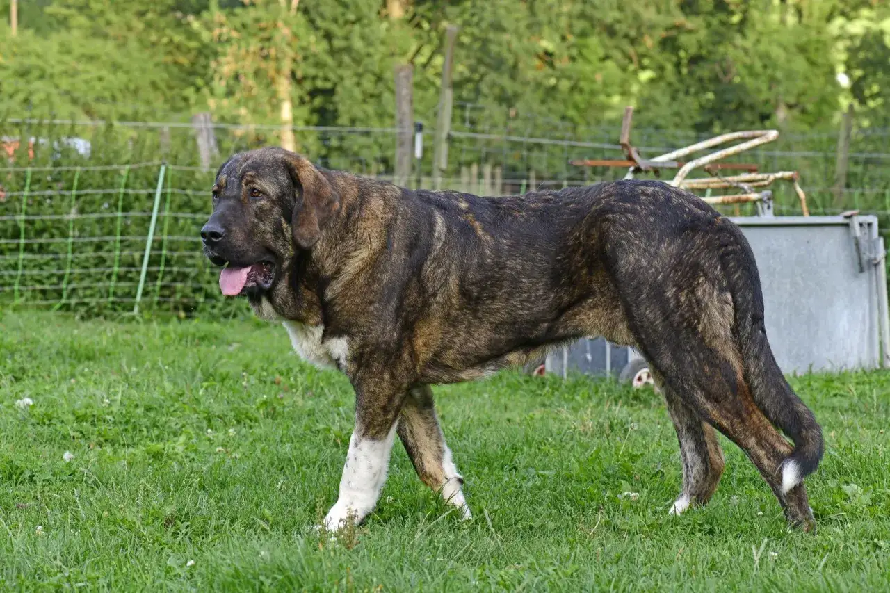 Ein stattlicher Mastin Espa&ntilde;ol mit brindle Fell steht auf einer gr&uuml;nen Wiese.